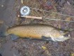 Muddy water browns