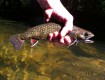 Brook Trout on Dry Flies!!!