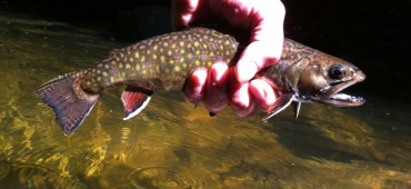 Brook Trout on Dry Flies!!!