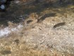 05-24-13 River Conditions